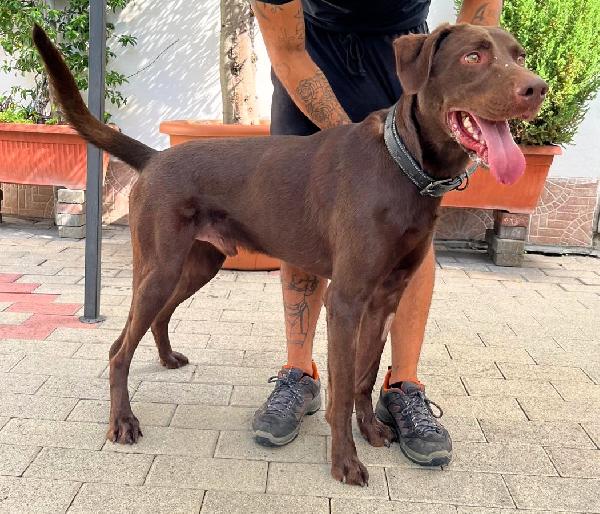 Pablo Labrador Chocolate